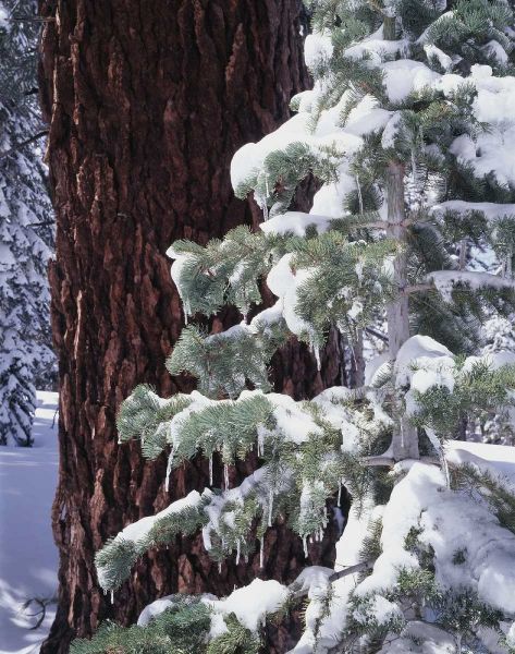 CA, Sierra Nevada Snow-covered red fir trees
